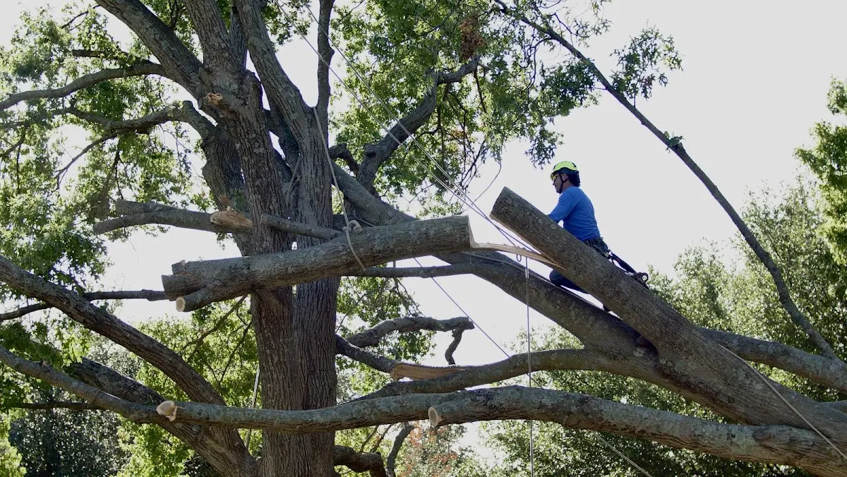 Professional Hazardous Tree Removal performed by certified arborists in Bahama