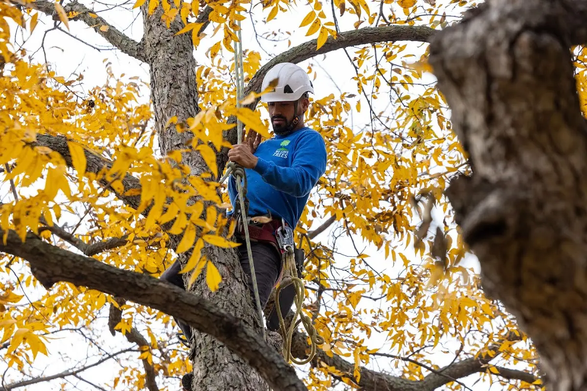 Skilled Tree Transplanting crew working in Bahama